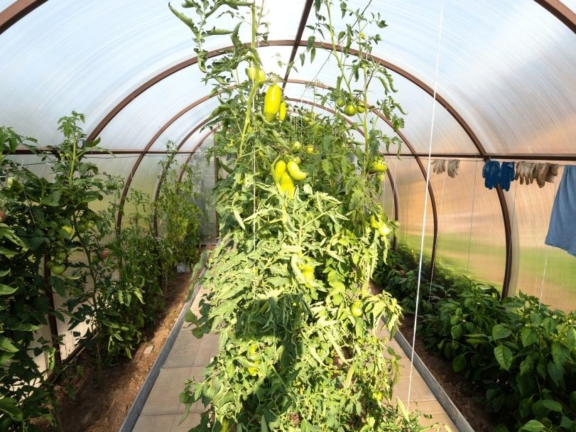 pěstování rostlin ve skleníku